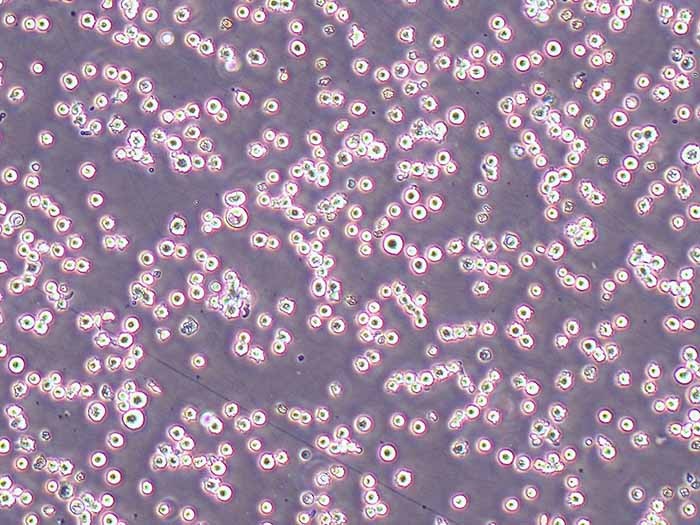 NCI-H716人结直肠腺癌细胞（STR鉴定正确）