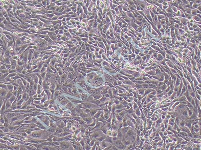 hacat人永生化角质形成细胞（STR鉴定正确）