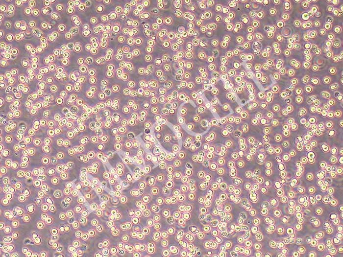 OCI-AML-2人急性髓系白血病细胞系（STR鉴定正确）