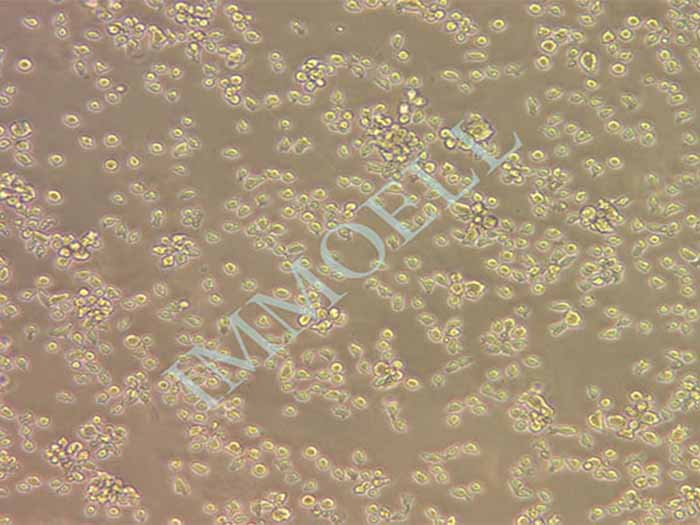 CA46(人Burkitt's淋巴瘤细胞)（STR鉴定正确）