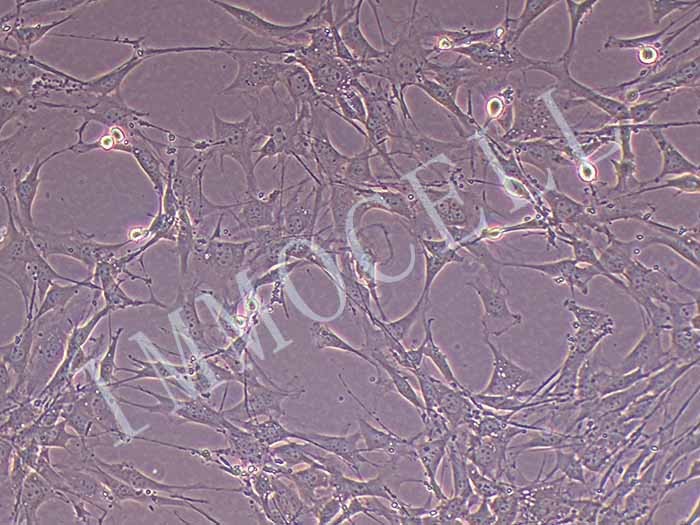 C3H/10T1/2,Clone 8小鼠胚胎成纤维细胞