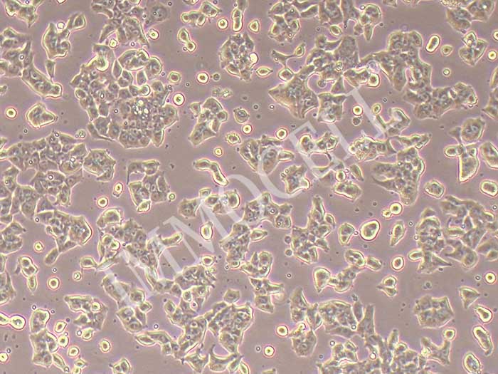 HCC-1833人肺腺癌细胞