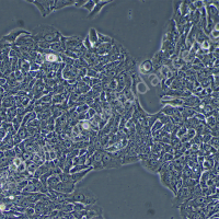 人非小细胞肺癌细胞；NCI-H358 (STR)