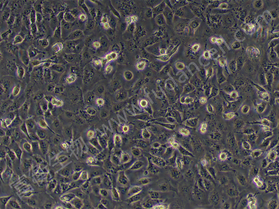 人非小细胞肺癌细胞；NCI-H1650 (STR)