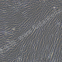 人肺成纤维细胞；HFL1 (STR)