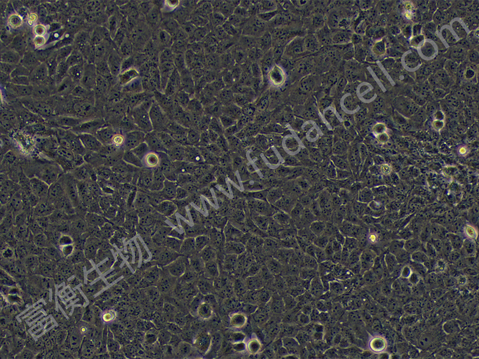 人骨肉瘤细胞；U-2OS (STR)