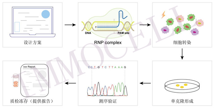 Caspase 7 knockout RAW264.7 cell line