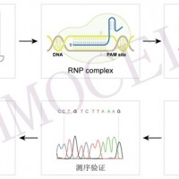 Caspase 7 knockout RAW264.7 cell line