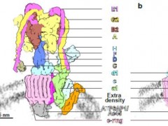 北大联合斯坦福最新Nature：揭示突触囊泡与V-ATP合酶突触蛋白的关键作用