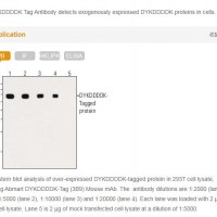 DYKDDDDK-Tag(3B9) mAb (Same as Sigma's Anti-FLAG M2)