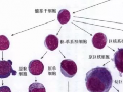 首届新时期新思维形态学分析诊断学术研讨会第二轮通知