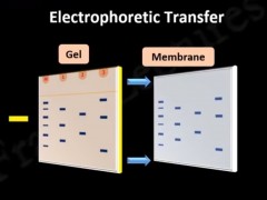 五分钟学会western blot！/western blot原理讲解