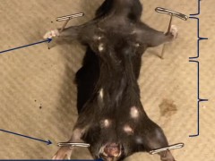 小鼠解剖教程（Mouse Dissection）