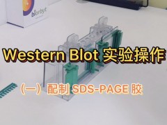 【Western Blot 实验视频】 SDS-PAGE 胶配制