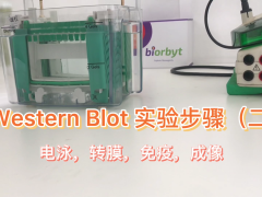 【Western Blot 实验视频】 电泳，转膜，免疫，成像