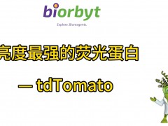 亮度最强的荧光蛋白 —— tdTomato