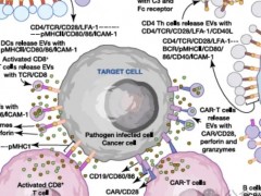 细胞外囊泡在免疫反应和免疫中的生物学和功能，开辟免疫治疗新天地