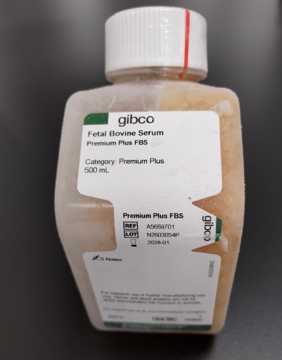 Gibco胎牛血清澳洲新西兰新货号A5669701/500ml(生物制品级）