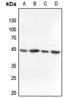 ACTG2 antibody Catalog Number: orb213518