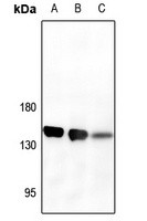 CD13 antibody Catalog Number: orb213554