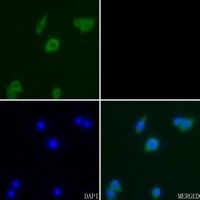 CD95 antibody Catalog Number: orb213574