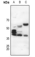 CD95 antibody Catalog Number: orb213575