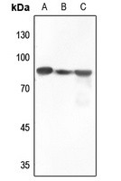 BRAF antibody Catalog Number: orb213615