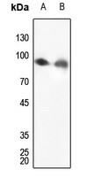 Calnexin antibody Catalog Number: orb213637