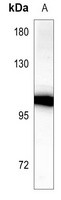 CDH18 antibody Catalog Number: orb213709