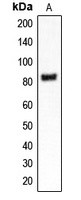 CLCN4 antibody Catalog Number: orb213747