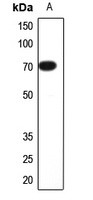 CNGA2 antibody Catalog Number: orb213755