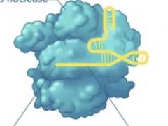 开学季，英国Biorbyt送ELISA试剂盒和抗体拉（快来抢）！