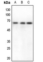 CSTF2 antibody Catalog Number: orb213797