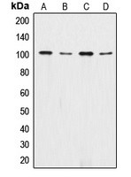 Alpha E-catenin antibody Catalog Number: orb213799