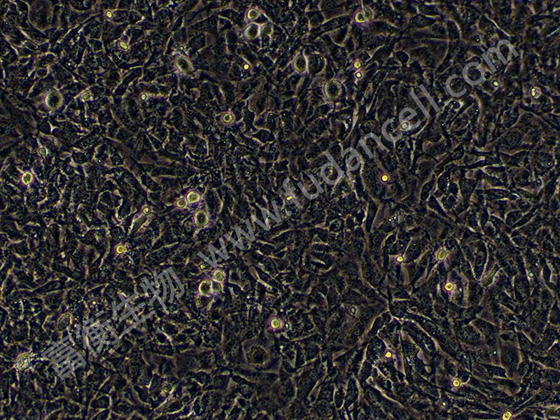 小鼠胚胎成纤维细胞；MEF （种属鉴定）