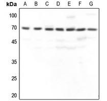 GBP3 antibody Catalog Number: orb213970