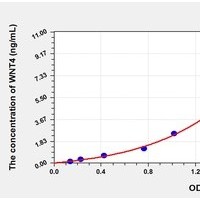 Mouse WNT4 ELISA Kit Catalog Number: orb781966