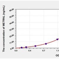 Rat METRNL ELISA Kit Catalog Number: orb781956