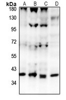 GPR15 antibody Catalog Number: orb213993