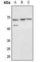 HDAC1 (phospho-S421) antibody Catalog Number: orb214034